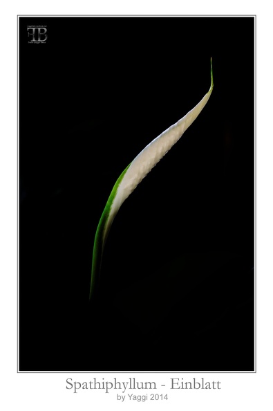 1411-Spythiphyllum-Einblatt-_FXB1980-001.jpg