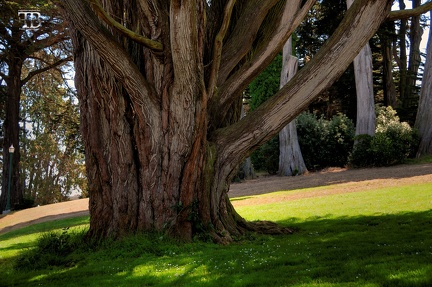 1008-AlamostreetDSC 8192