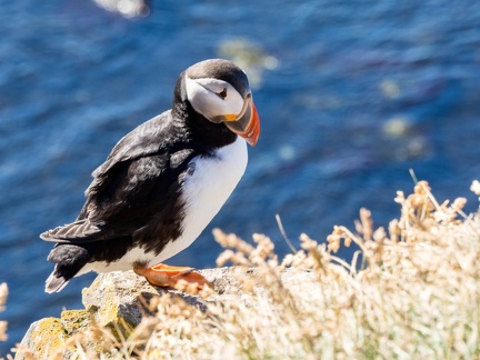 1508-Island-P8180542-156